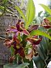 Peculiar and odd flowering ways of Orchids .. share your experience!-dendro-hybrid1_5-jpg