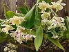Dendrobium Aussie's Chip in bloom-img_20140316_152657-jpg