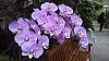 &quot;Orchid Symphony&quot; (went to the National Botanic gardens today)-img_20140318_130459259-jpg