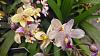 &quot;Orchid Symphony&quot; (went to the National Botanic gardens today)-img_20140318_130733896-jpg