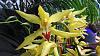 &quot;Orchid Symphony&quot; (went to the National Botanic gardens today)-img_20140318_131000413-jpg