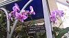 &quot;Orchid Symphony&quot; (went to the National Botanic gardens today)-img_20140318_135509631-jpg