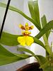 Peculiar and odd flowering ways of Orchids .. share your experience!-img-20131225-01024-jpg