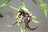 Dendrobium spectabile-img_2078-2-jpg