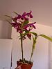 ID for new dendrobiums-img_20140318_170809-jpg