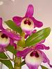 ID for new dendrobiums-img_20140318_170750-jpg