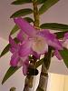 ID for new dendrobiums-img_20140318_170717-jpg