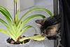 Smelling the amboinensis-img_0316-400x267-jpg