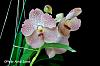 And the time starts now-vanda-noid-1-jpg