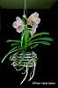 And the time starts now-vanda-noid-2-jpg