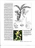 Rediscovered Cycnoches farnsworthianum (the lost cycnoches)-farnworthianum-jpg
