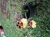 Help id giften mini orchids-20140420_143327-jpg