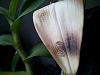 Black Rings on Dendrobium-Phalaenopsis Hybrid-20140430_185950-jpg