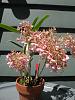 Epidendrum stamfordianum?-epi-stamfordianum-dscn9739-jpg