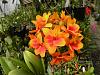 1st bloom reed stem EPI with LARGE flowers - II-epi-pac-volcano-orange-orb-am-aos-pac-sunsplash-gnarly-am-aos-064-jpg