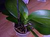 Phal leaves pitted and some small brown hard blisters-p1060677-jpg
