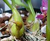 Bulb. lobbii 'Kathy's Gold' -spike is a strange bird-bulb-lobbii-kathys-golds-spike-jpg
