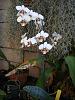 Phaleonopsis stuartiana-dsc01246-jpg