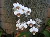 Phaleonopsis stuartiana-dsc01243-jpg