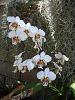 Phaleonopsis stuartiana-dsc01201-jpg