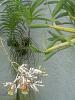Myrmecophila tibicinis to watering or not to watering-myrmecophila-christinae-02-jpg