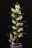 How to ID evergreen and deciduous dendrobiums?-den-white-frills-mar-2012-1-jpg