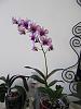 How to ID evergreen and deciduous dendrobiums?-img_1695-jpg