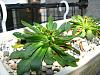 lewisia-img_9572-jpg