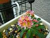 lewisia-img_9786-jpg