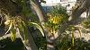 Orchids on my tree &amp; new landscape-wp_20140523_003-jpg