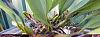 I have a problem with Bulbophyllum Rothschildianum-img_1170-1-jpg