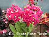 Dwarf Epidendrum hybrid seed?-epidendrum_topaz-rose_rosie-jpg