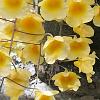 Dendrobium aggregatum aka lindleyi on a pot-aggr3-jpg