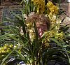 Blooming Cymbidiums in late Summer-orchidlady1-jpg