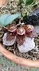 Bulbophyllum frostii and Friend-frost2-jpg