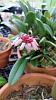 Bulbophyllum frostii and Friend-rbi1-jpg