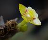 Is it an orchid? Very tiny species.-micro-01-jpg