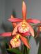 MuscleGirl'sHobby's Avatar