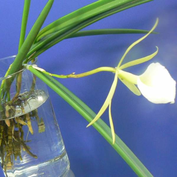 Brassavola roots in water culture