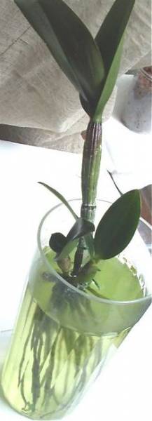 Pot Burana Beauty recovering
