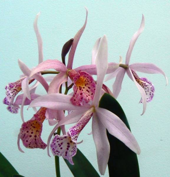 Bl Sunset Glory. always blooming