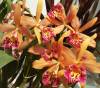 Blc_Copper_Queen_Color_1.jpg