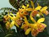 Blc_Copper_Queen_color_2.jpg