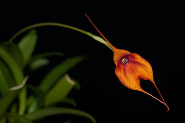 Masdevallia Dean Haas