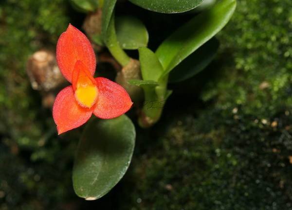 Maxillaria sophronitis