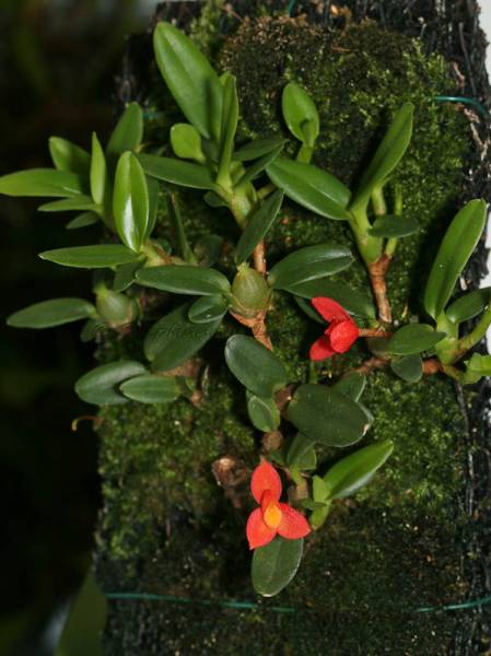 Maxillaria sophronitis