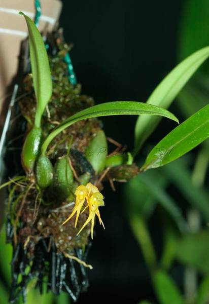 Bulbophyllum scabratum