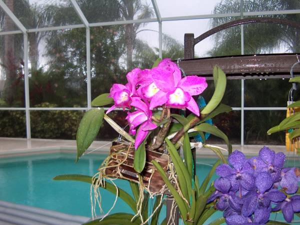 Summer on my lanai
