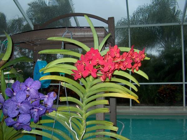 Summer on my lanai