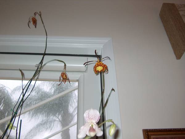Summer on my lanai